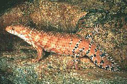 depressa   egernia  herpera
