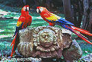 2macaw.jpg (56621 Ӧ줸)