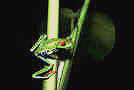 Redeye11.jpg (17439 Ӧ줸)