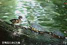 Turtleduck.jpg (44742 Ӧ줸)