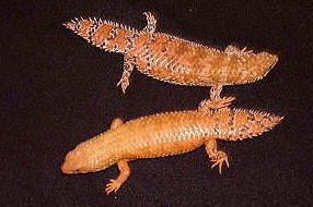 egernia depressa